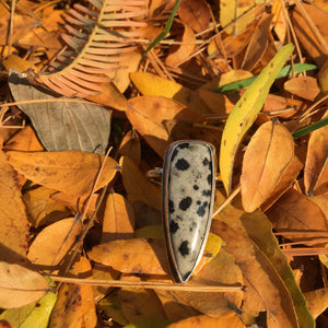 DALMATIAN JASPER